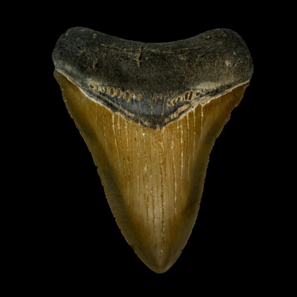3.90" Serrated Megalodon Tooth Fossil