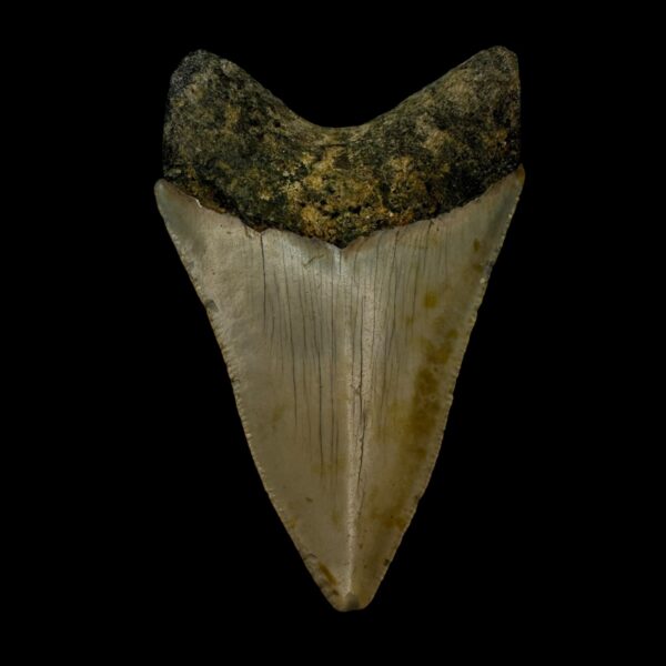 3.41" Megalodon Tooth Fossil - Image 2