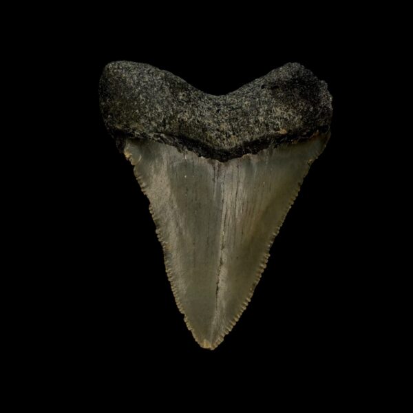 2.79" Serrated Megalodon Tooth Fossil - Image 2