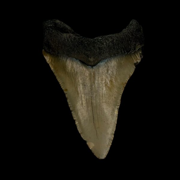 3.00" Megalodon Tooth Fossil - Image 2