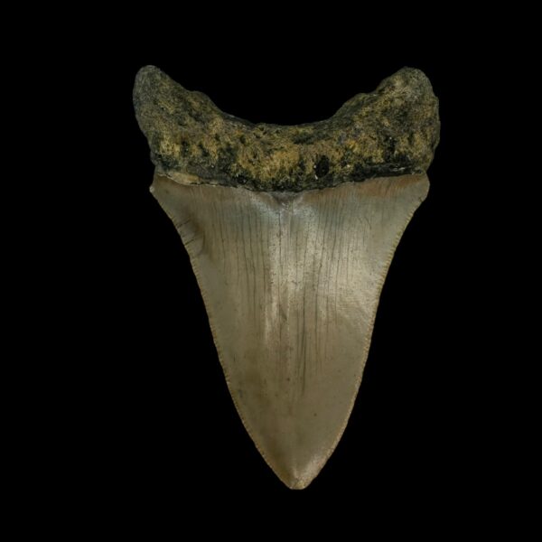 3.23" Megalodon Tooth Fossil - Image 2