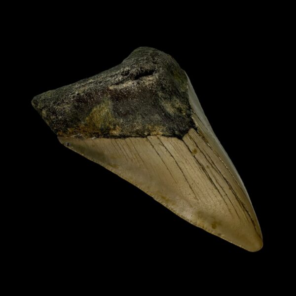 3.41" Megalodon Tooth Fossil - Image 4
