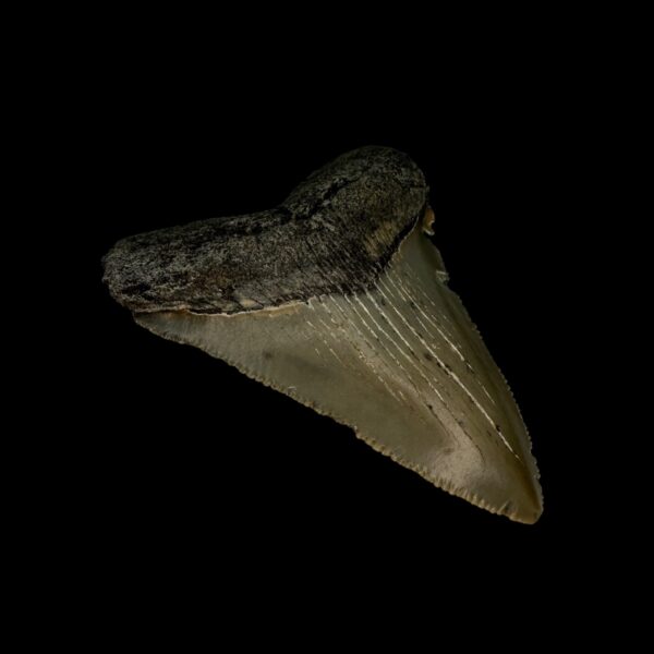 2.79" Serrated Megalodon Tooth Fossil - Image 4