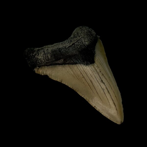 3.00" Megalodon Tooth Fossil - Image 4