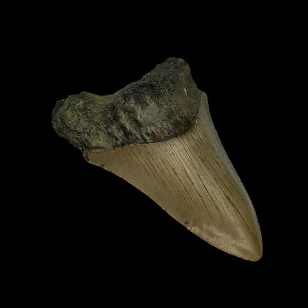 3.23" Megalodon Tooth Fossil - Image 4