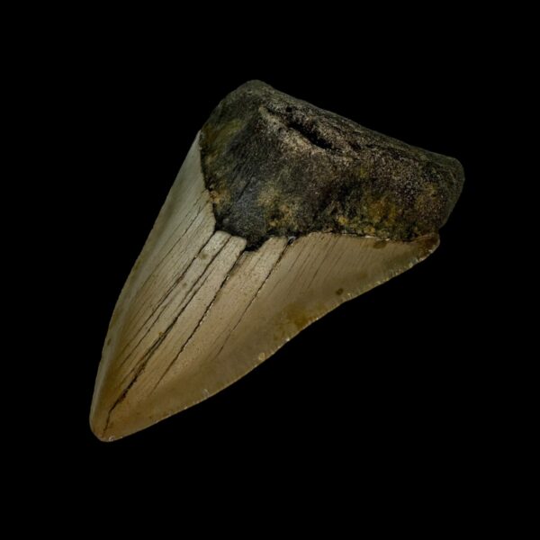 3.41" Megalodon Tooth Fossil - Image 3