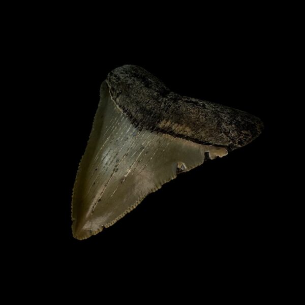 2.79" Serrated Megalodon Tooth Fossil - Image 3