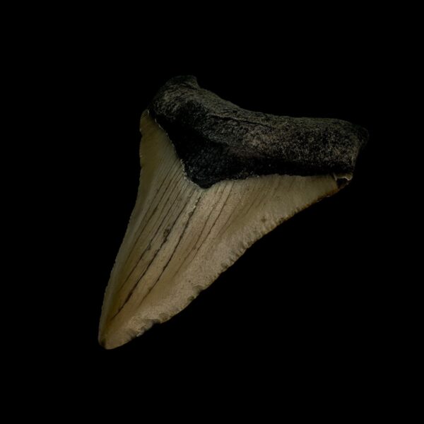 3.00" Megalodon Tooth Fossil - Image 3