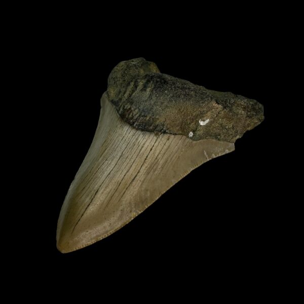 3.23" Megalodon Tooth Fossil - Image 3
