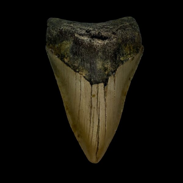 3.41" Megalodon Tooth Fossil