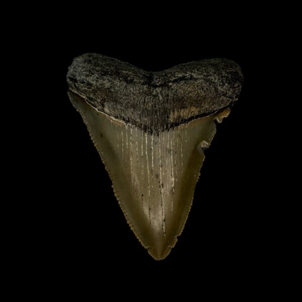 2.79" Serrated Megalodon Tooth Fossil