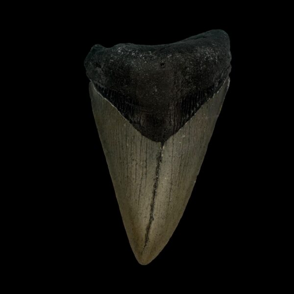 3.31" Megalodon Tooth Fossil