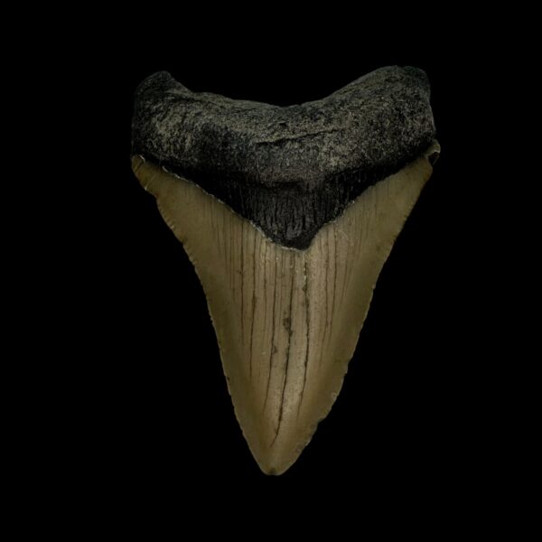 3.00" Megalodon Tooth Fossil