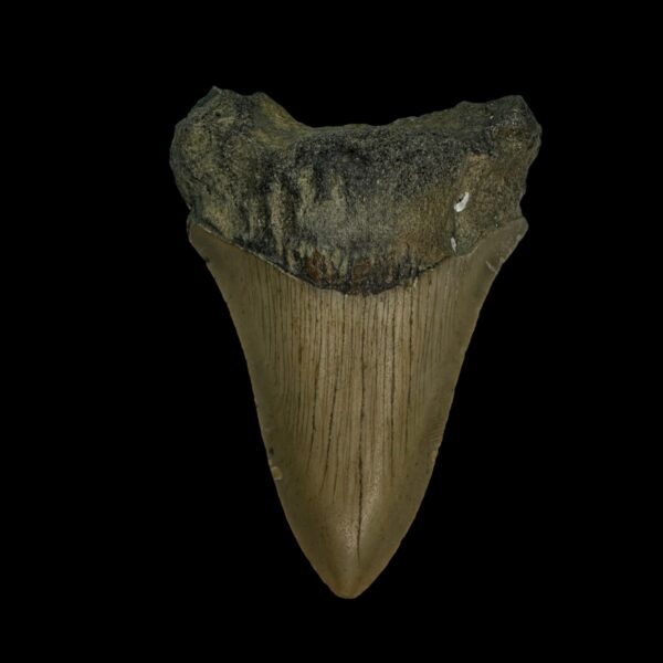3.23" Megalodon Tooth Fossil