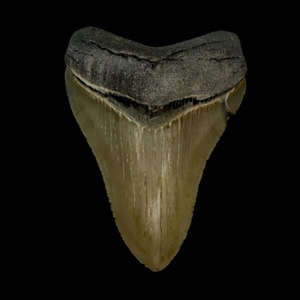 3.58" Serrated Megalodon Tooth Fossil