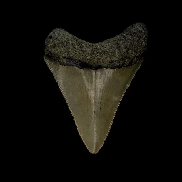 2.74" Serrated Megalodon Tooth Fossil - Image 2