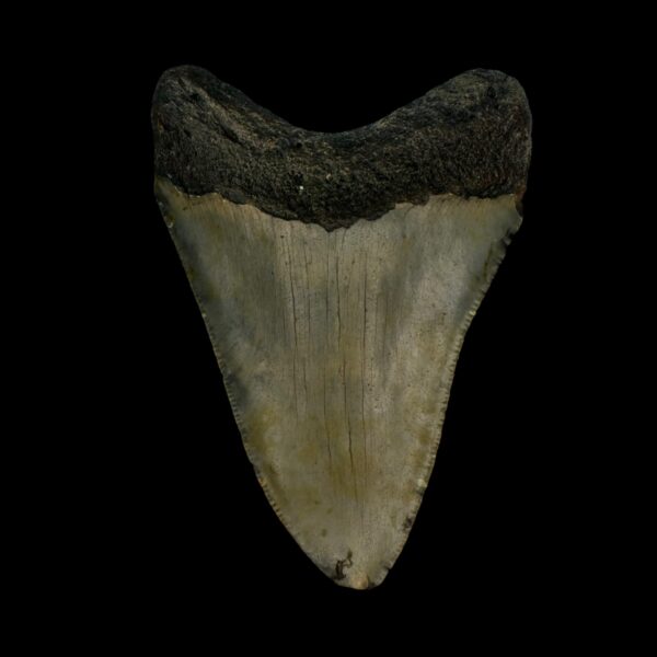 3.28" Megalodon Tooth Fossil - Image 2
