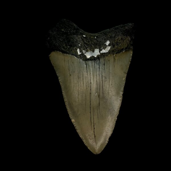 3.22" Megalodon Tooth Fossil - Image 2