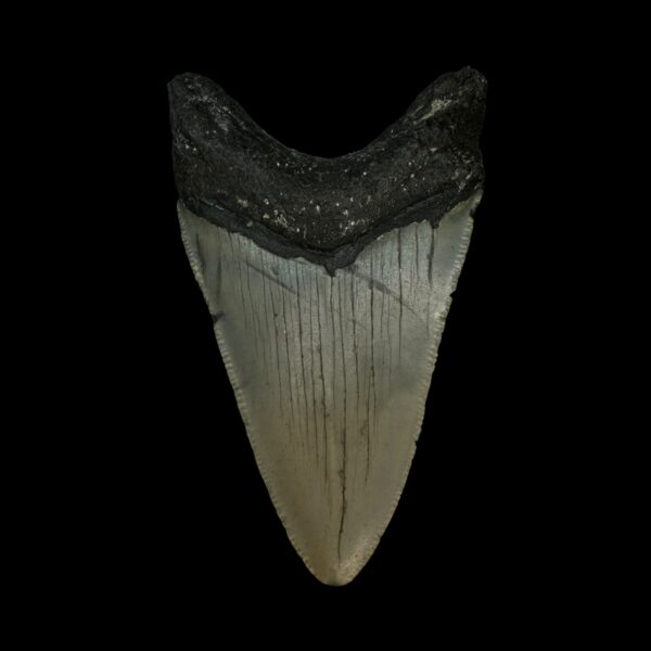3.25" Megalodon Tooth Fossil - Image 2