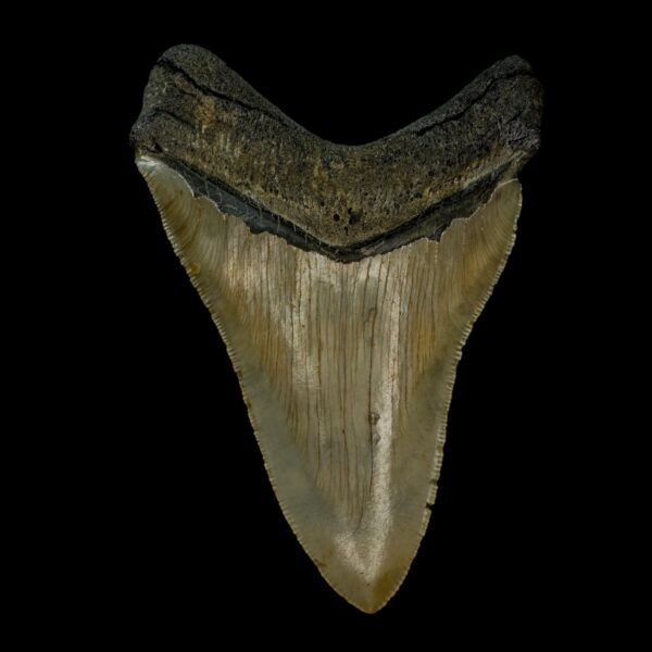 4.23" Serrated Megalodon Tooth Fossil - Image 2