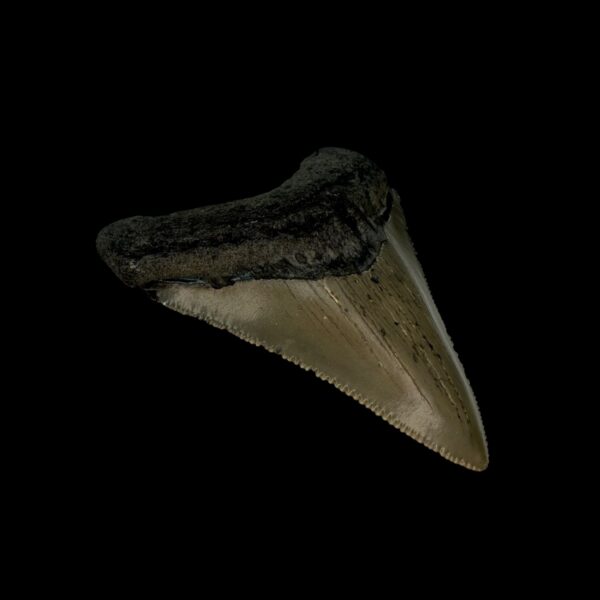 2.74" Serrated Megalodon Tooth Fossil - Image 4