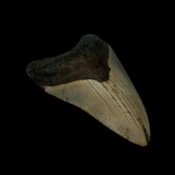 3.28" Megalodon Tooth Fossil - Image 4