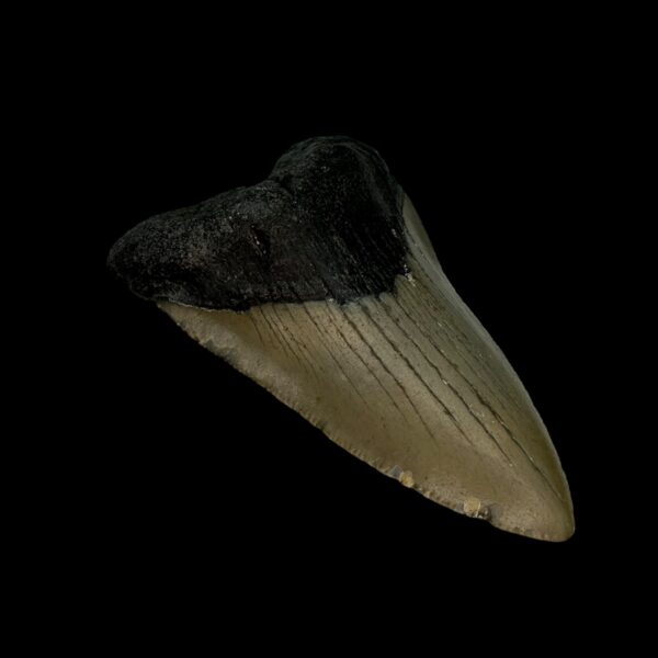 3.22" Megalodon Tooth Fossil - Image 4