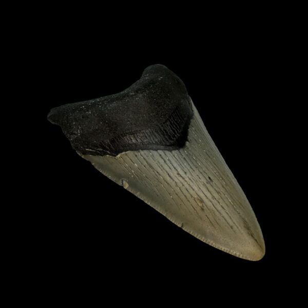 3.25" Megalodon Tooth Fossil - Image 4
