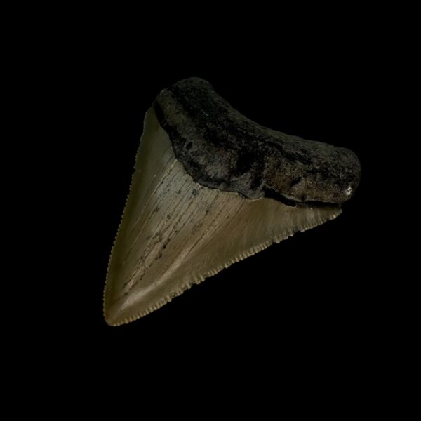 2.74" Serrated Megalodon Tooth Fossil - Image 3