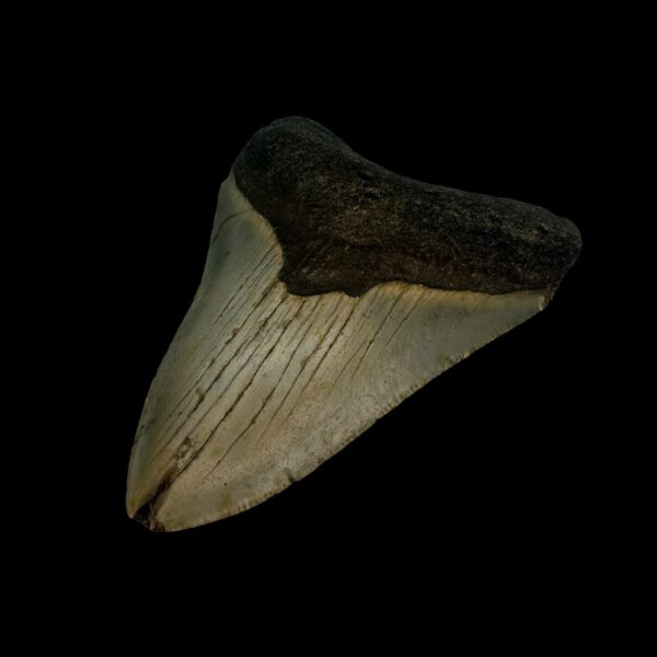 3.28" Megalodon Tooth Fossil - Image 3