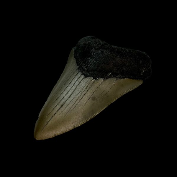 3.22" Megalodon Tooth Fossil - Image 3