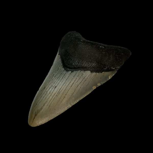 3.25" Megalodon Tooth Fossil - Image 3