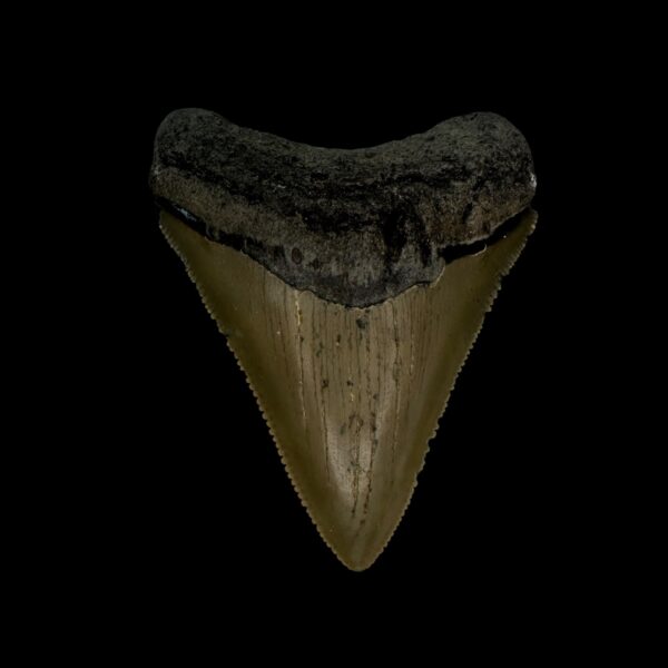 2.74" Serrated Megalodon Tooth Fossil