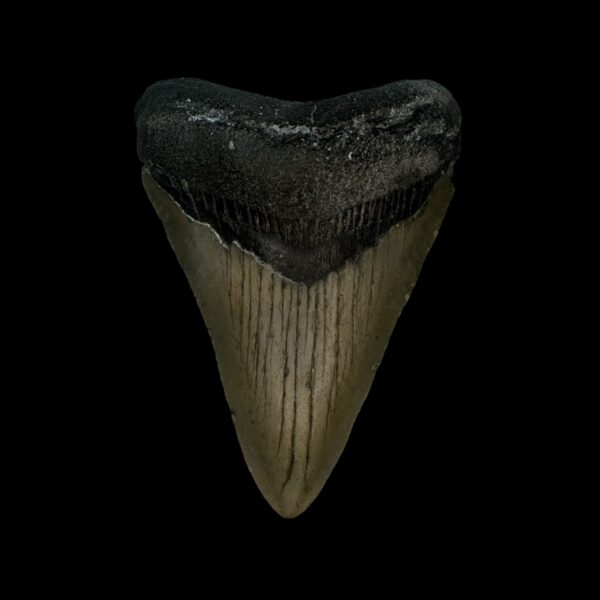 3.05" Megalodon Tooth Fossil