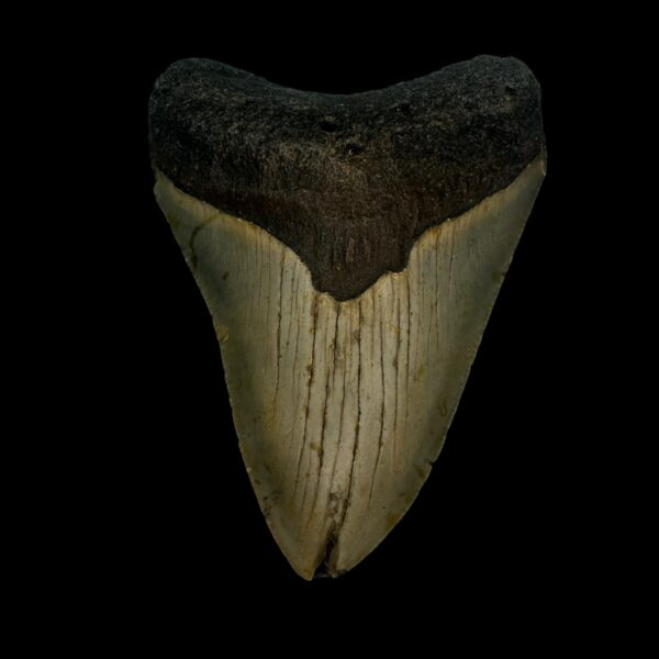 3.28" Megalodon Tooth Fossil