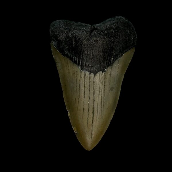3.22" Megalodon Tooth Fossil