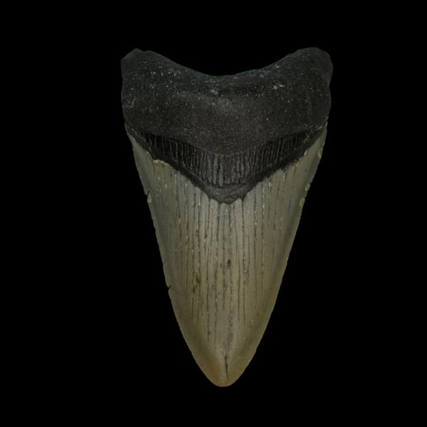 3.25" Megalodon Tooth Fossil