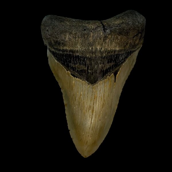 4.23" Serrated Megalodon Tooth Fossil