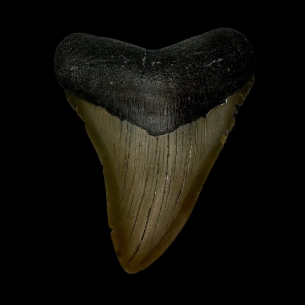 3.93" Megalodon Tooth Fossil