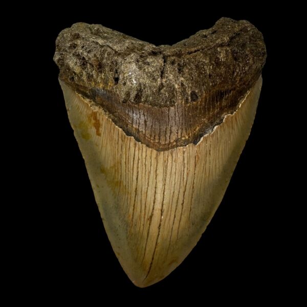 4.57" Megalodon Tooth Fossil