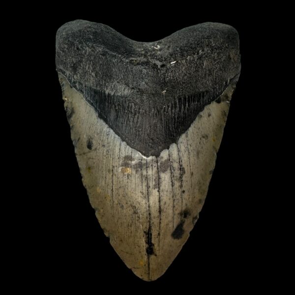 5.25" Megalodon Tooth Fossil