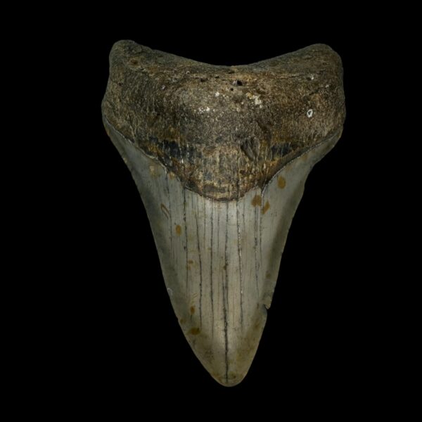 3.83" Megalodon Tooth Fossil