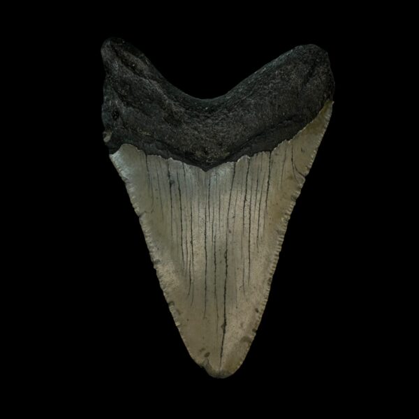 3.48" Megalodon Tooth Fossil - Image 2