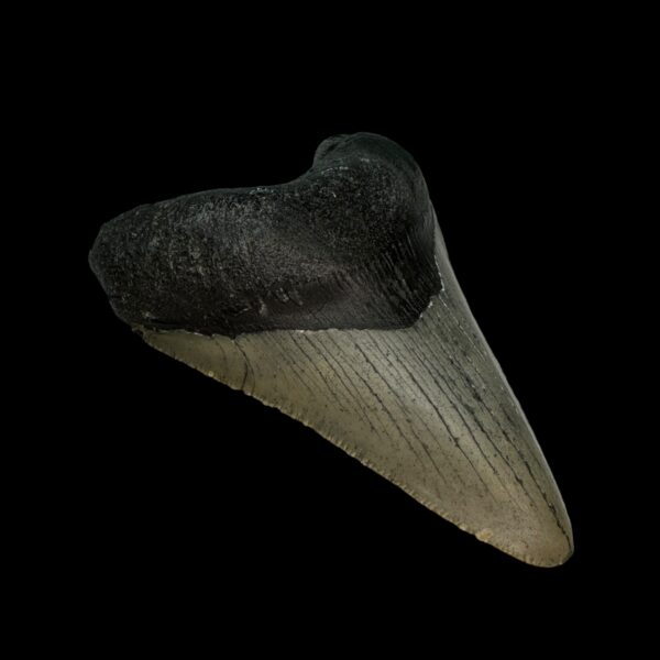 3.48" Megalodon Tooth Fossil - Image 4