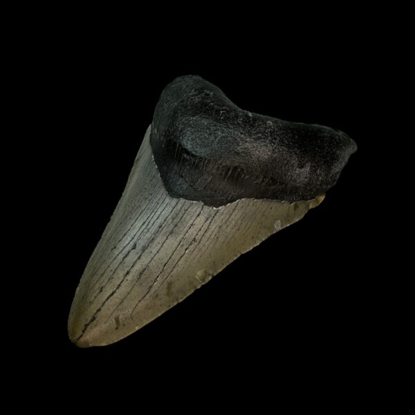 3.48" Megalodon Tooth Fossil - Image 3