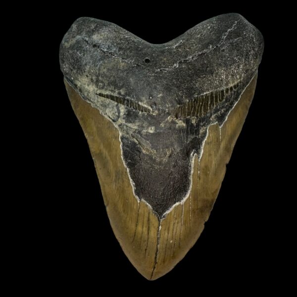 5.60" Megalodon Tooth Fossil