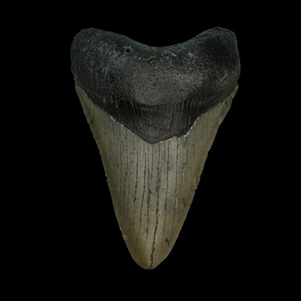 3.48" Megalodon Tooth Fossil