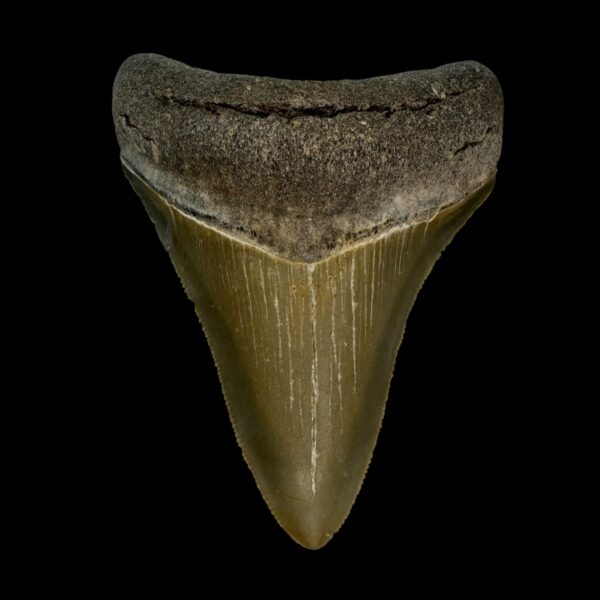 3.57" Serrated Megalodon Tooth Fossil