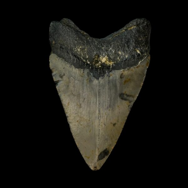 3.77" Megalodon Tooth Fossil - Image 2