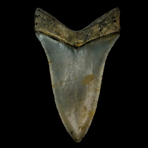 4.74" Serrated Megalodon Tooth Fossil - Image 2